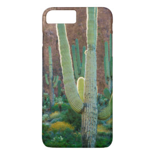 title_seo2 EE. UU., Arizona. Campo de cactus saguaro junto a 