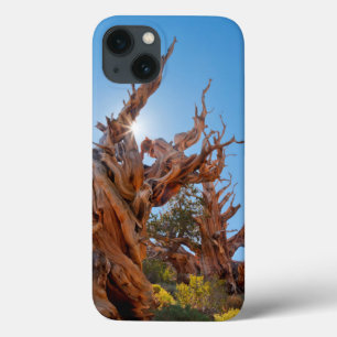 title_seo2 EE. UU., California, Bosque Nacional Inyo 10