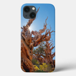 Funda Para iPhone 13 EE. UU., California, Bosque Nacional Inyo 10