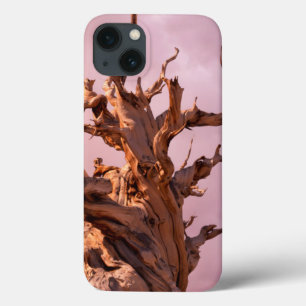 Funda Para iPhone 13 EE. UU., California, Bosque Nacional Inyo 9
