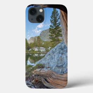 title_seo2 EE. UU., California, Bosque Nacional Inyo. Pino Vi