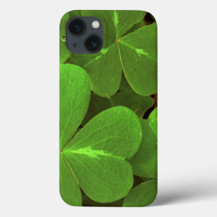 Funda Para iPhone 13 EE. UU., California, Muir Woods. Primer plano de t