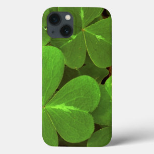 Funda Para iPhone 13 EE. UU., California, Muir Woods. Primer plano de t