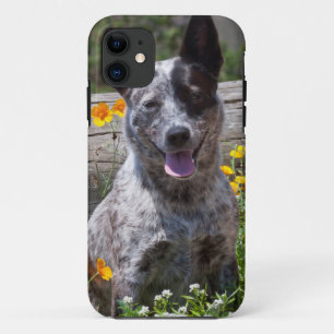 Funda Para iPhone 11 EE.UU., California. Queensland Healer Sitting 2