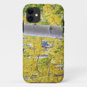 title_seo2 EE. UU., Colorado, Montañas Rocosas. Intimo álamo