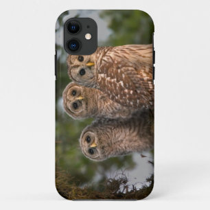 Funda Para iPhone 11 EE.UU., Florida, Humedales de Viera. Tres barras