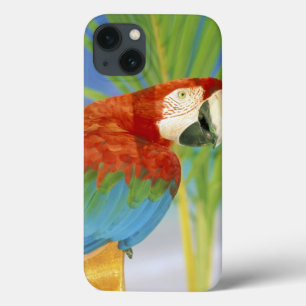 title_seo2 EE. UU., Hawái. Loro