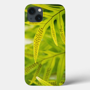 title_seo2 EE.UU., Hawaii, Isla Grande. Ferro verde tropical