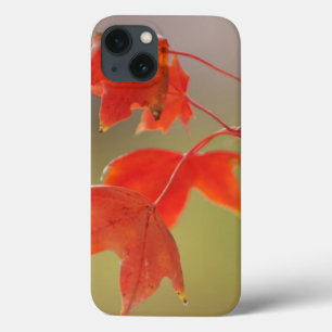 Funda Para iPhone 13 EE. UU., Kansas, Hojas Rojas a Principios de Otoño