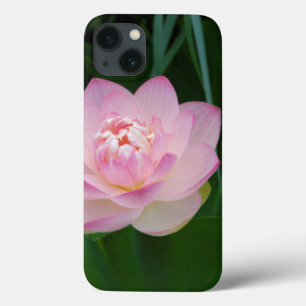 title_seo2 EE.UU., Kansas, Lilly de Agua Rosa