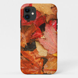 title_seo2 EE. UU., Maine. Hojas de arce de otoño