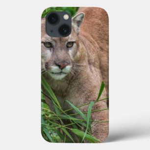 title_seo2 EE. UU., Minnesota, Sandstone, fauna de Minnesota