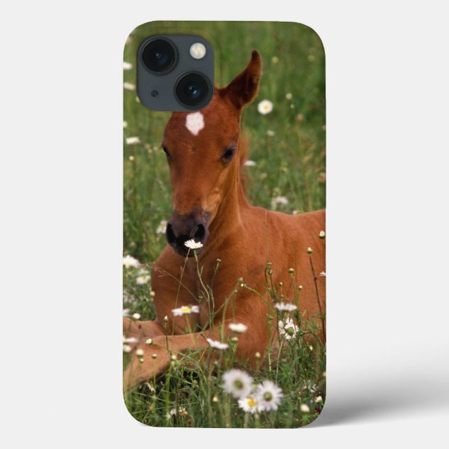 Funda De Case-Mate Para iPhone EE. UU., Oregón, Poni Árabe. (Reverso)