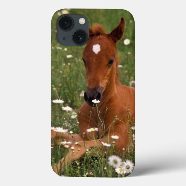 Funda De Case-Mate Para iPhone EE. UU., Oregón, Poni Árabe. (Reverso)