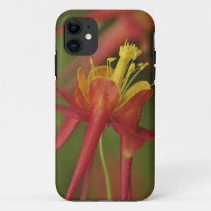 Funda Para iPhone 11 EE. UU., Oregón, Portland. Primer plano de columbi