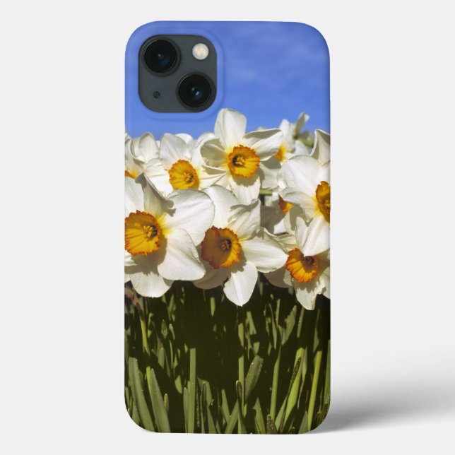 Funda De Case-Mate Para iPhone EE.UU., Oregón, Valle Willamette. Daffodis crece (Reverso)