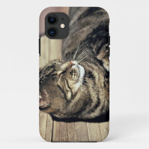 title_seo2 EE. UU., Utah, Capitol Reef NP. Gato atigrado durm