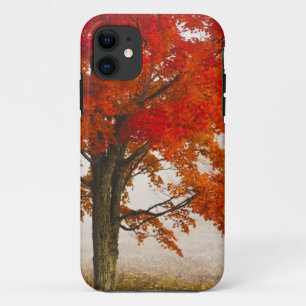 Funda Para iPhone 11 EE. UU., Virginia Occidental, Davis. Arce rojo en