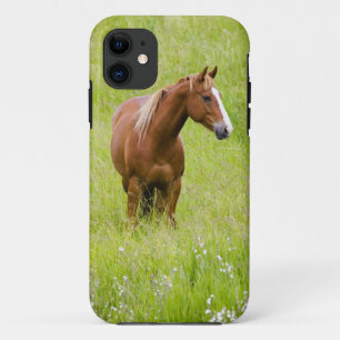 title_seo2 EE. UU., Washington, Caballo en Campo de Primavera