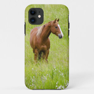 title_seo2 EE. UU., Washington, Caballo en Campo de Primavera