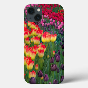 title_seo2 EE.UU., Washington. Tulipanes en flor 2