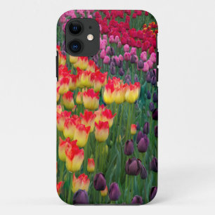 title_seo2 EE. UU., Washington. Tulipanes en flor 2
