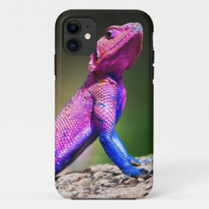 Funda Para iPhone 11 El Agama de cabezo chata de Mwanza en roca