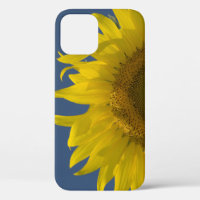 El ascenso del girasol