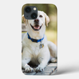 Funda Para iPhone 13 El Labrador Amarillo Está En El Banco
