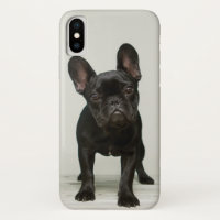 El perrito más lindo del bulldog francés