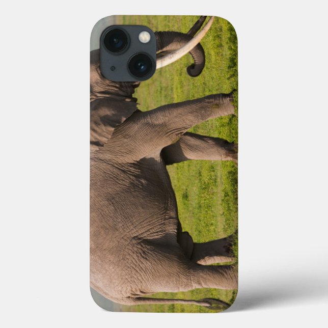 Funda De Case-Mate Para iPhone Elefante africano, área de la protección de (Reverso)