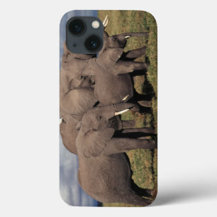 title_seo2 Elefante africano del bebé con la familia