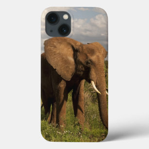 Funda Para iPhone 13 Elefante Africano, Loxodonta africana, en un