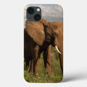 Funda Para iPhone 13 Elefante Africano, Loxodonta africana, en un