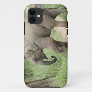 title_seo2 Elefante bebé siguiendo a la madre, Corbett