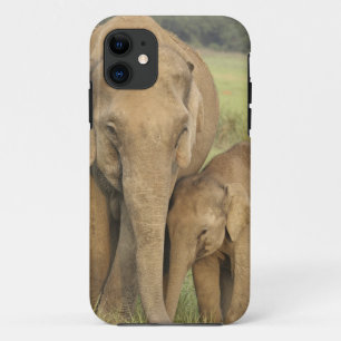 Funda Para iPhone 11 Elefante indio / asiático y cría, Corbett