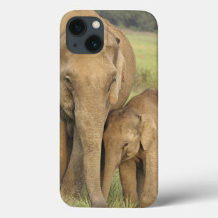title_seo2 Elefante indio/asiático y jóvenes uno, Corbett