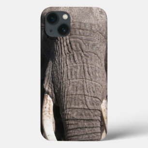 title_seo2 Elefante (Loxodonta africana), Abu Camp 3