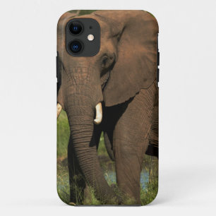 Funda Para iPhone 11 Elefante (Loxodonta Africana), Hwange Nacional