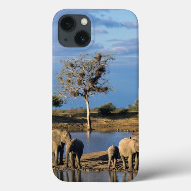 Funda De Case-Mate Para iPhone Elefantes africanos de Bush (Loxodonta Africana) (Reverso)
