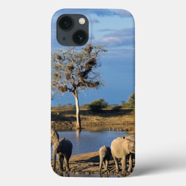 Funda De Case-Mate Para iPhone Elefantes de la Bush africana (Loxodonta Africana) (Reverso)