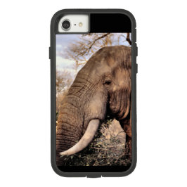 title_seo2 Elephant Lovers