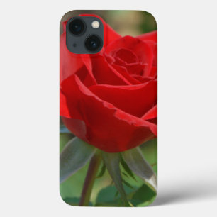 title_seo2 Estados Unidos, Kansas, Red Rose