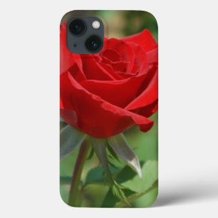 title_seo2 Estados Unidos, Kansas, Red Rose