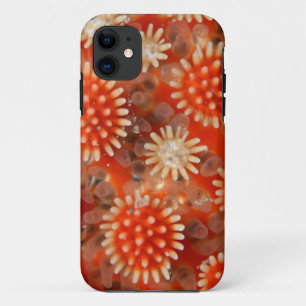 Funda Para iPhone 11 Estrella de mar macra