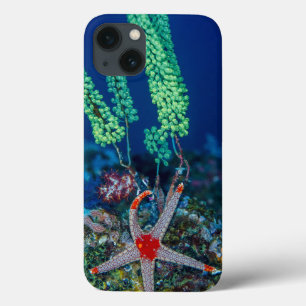Funda Para iPhone 13 Estrella de mar y tunicado