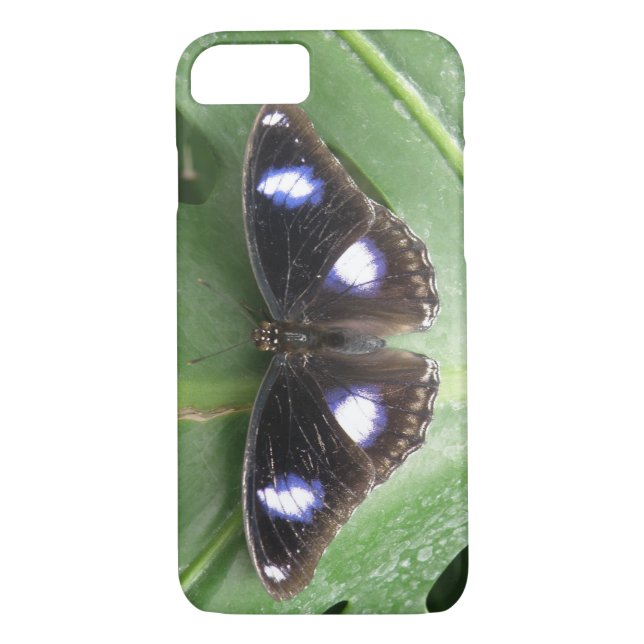 Funda De Case-Mate Para iPhone Estuche para iPhone de mariposa con manchas azules (Reverso)