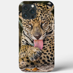 Funda Para iPhone 13 Pro Max Estuche para iPhone Jaguar Cub Funda-Mate