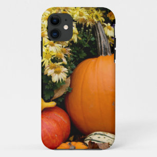 title_seo2 Exposición de calabazas decorativas de otoño color