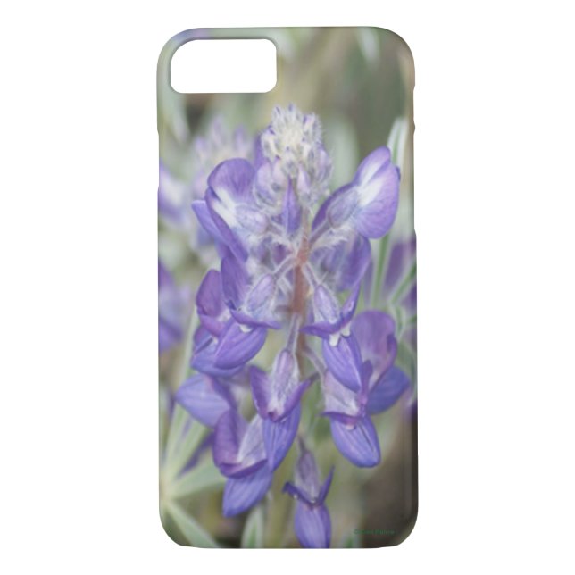Funda De Case-Mate Para iPhone F18 Lupina Anual de Flor Silvestre Púrpura (Reverso)